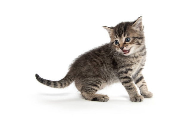 Cute baby tabby kitten isolated on white background - Photo, Image