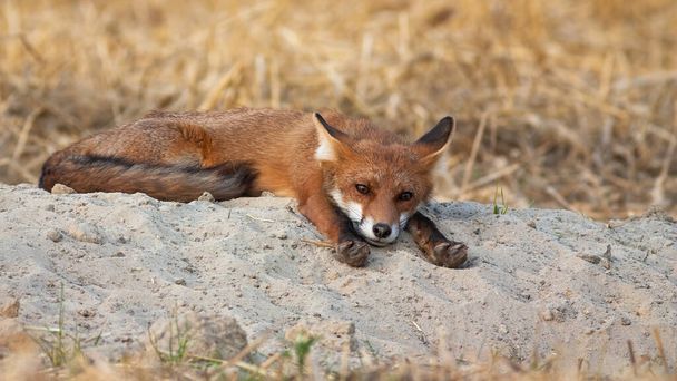 Сонная рыжая лиса лежит с вытянутыми вперед лапами летним утром на природе
. - Фото, изображение