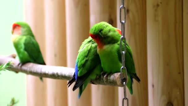 Papegaaien in de dierentuin. Groene papegaaien op een tak in een dierentuin. Vogels in gevangenschap. Gedrag van vogels in een dierentuin. - Video