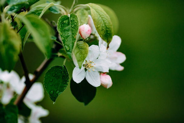 flores brancas em maçã na primavera
 - Foto, Imagem