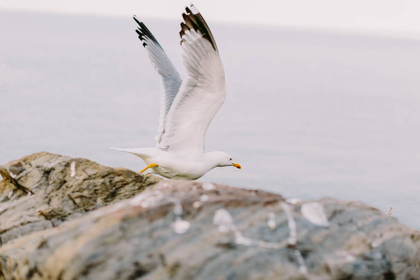 beautiful seagull flying on the rocky beach. Seagulls in Italy. Beautiful fine art photo - Photo, Image
