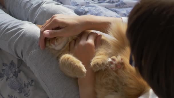 Woman is stroking cute ginger cat in bed. Fluffy pet purring with pleasure. Mornng bedtime in cozy home. - Filmagem, Vídeo