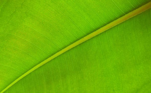 Λεπτομέρεια ενός ζωντανού πράσινου φύλλου φίκου ενάντια στο φως του ήλιου, επιλεκτική εστίαση. Τροπικό λουλούδι ficus elastica από κοντά. - Φωτογραφία, εικόνα