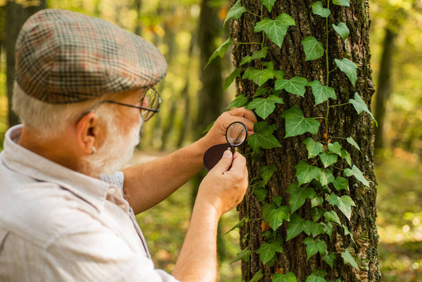 Picky detective in forest. Explore nature. Pensioner with magnifier exploring forest autumn day. Botanist examine plants. Old man scientist. Bearded grandfather in forest. Curiosity to botany - Фото, изображение