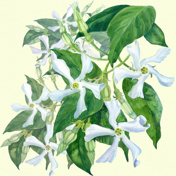 Jasmine flowers with leaves and buds - watercolor. Trachelospermum jasminoides. Use printed materials, signs, objects, sites, maps, posters, postcards, packaging. - Photo, Image