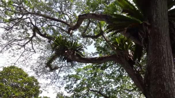 Malezya 'daki tropikal yağmur ormanlarındaki yoğun bitki ve ağaç. Neredeyse her gün yağmur yağar.. - Video, Çekim
