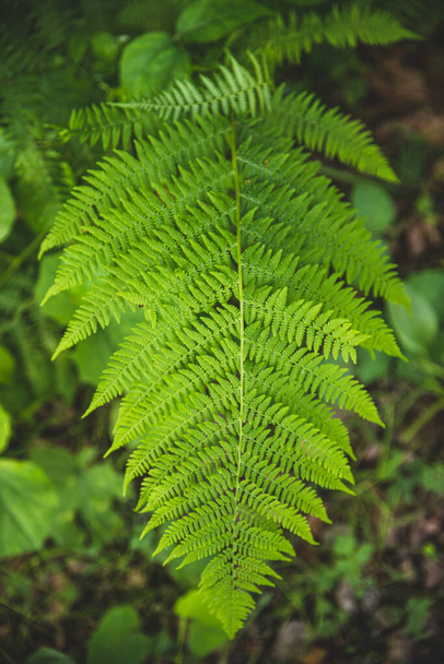 Feuille verte fougère arbre fond forestier d'été
 - Photo, image