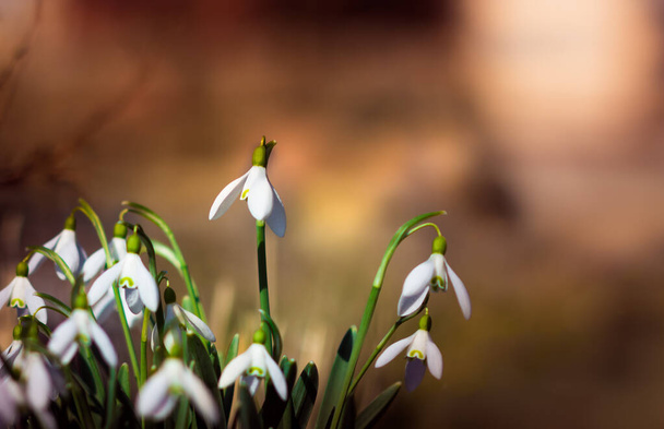 hóvirág homályos háttérrel tavasszal délután - Fotó, kép