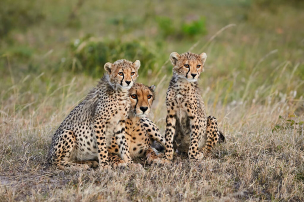 Matka geparda (Acinonyx jubatus) leżąca w trawie sawanny z dwoma młodymi. - Zdjęcie, obraz