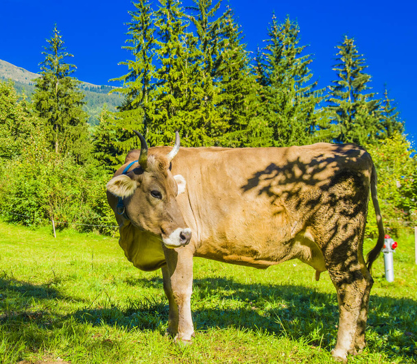 випасаючі корови, білі, чорно-коричневі корови, випасають траву у високих горах
 - Фото, зображення
