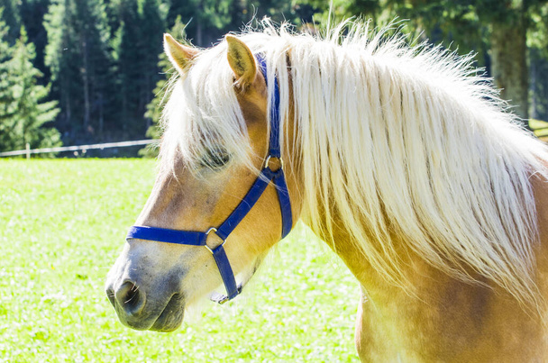 schöne und schöne Pferd, mit einer blonden Mähne und goldener Farbe und langen Ohren, weidet das Gras in den hohen Bergen - Foto, Bild