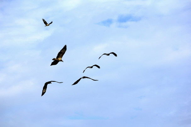letící orel na modré obloze - Fotografie, Obrázek