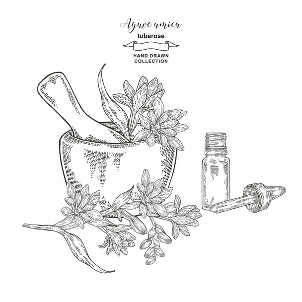 Tuberose branch with mortar and glass bottle of oil. Agave amica or polianthes  or tuberose flowers hand drawn. Vector illustration botanical. Engraving style. - Vector, Imagen