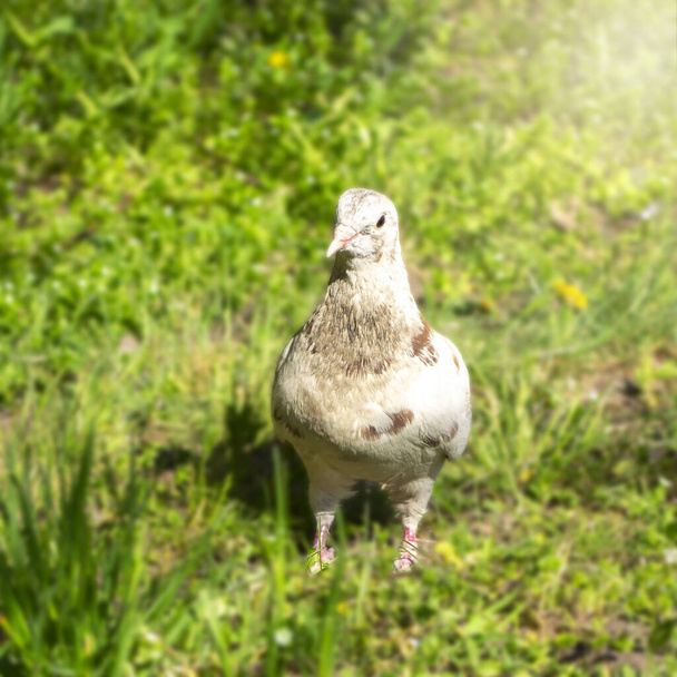 Bianco selvaggio con una colomba grigia cammina sull'erba nel parco
. - Foto, immagini