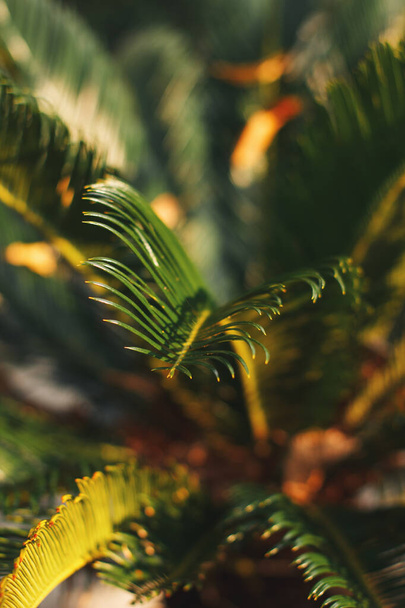 Bright leaves of palm in backlight. Soft focus on photo and author processing. - Foto, Imagem