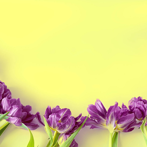 Vue de dessus sur les fleurs de tulipes violettes qui reposent sur un fond jaune. Le concept d'un appartement laïc, vacances, cadeau, carte postale, Journée internationale de la femme, 8 mars
 - Photo, image