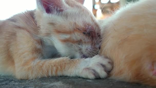 Anne kedi göğsünden süt emen turuncu kedi yavrusu. - Video, Çekim