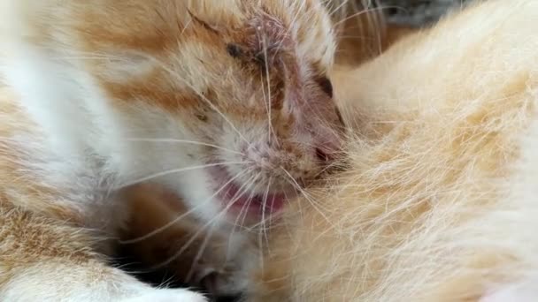 Éhes narancs cica kap a tej macskától anya mell. - Felvétel, videó