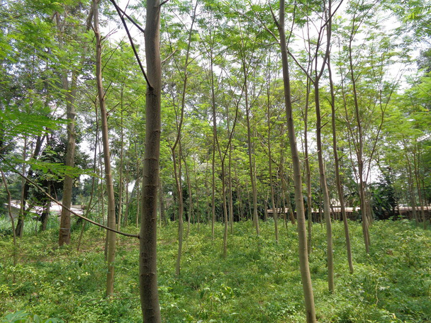 Albizia chinensis (árvore de seda, albizia chinesa, kool, khang pendurado, kang luang, cham, sengon) árvore com fundo natural
 - Foto, Imagem