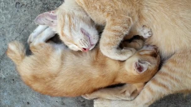 Мама Кот кормит и обнимает своего котенка во время сна
. - Кадры, видео