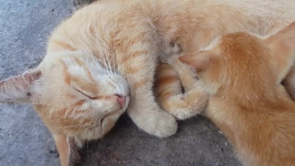 Кошачья мать чувствует усталость и сон после кормления котенка молоком
. - Кадры, видео