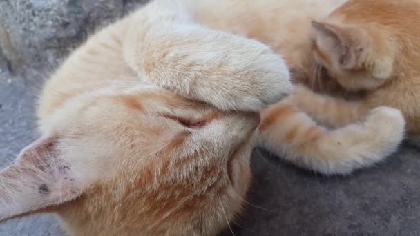 Śpiący kot z jedną ręką zakrywa twarz. - Materiał filmowy, wideo