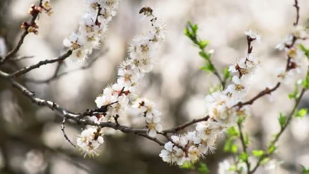 白い花白い花を咲かせる背景を背景に、アプリコットの木の庭で開花する花弁の上に雨滴とアプリコット。自然。花を閉じて. - 映像、動画