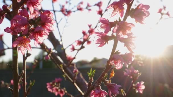 Ροζ λουλούδια σε κλαδιά δέντρων, ανοιξιάτικο άνθος, ακτίνες του ήλιου νωρίς το πρωί, αργή κίνηση κάμερας σε δέντρο με ορατή φωτοβολίδα φακού, 4k - Πλάνα, βίντεο