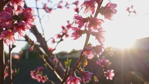 Ροζ λουλούδια σε κλαδιά δέντρων, ανοιξιάτικο άνθος, ακτίνες του ήλιου νωρίς το πρωί, αργή κίνηση κάμερας σε δέντρο με ορατή φωτοβολίδα φακού, 4k - Πλάνα, βίντεο