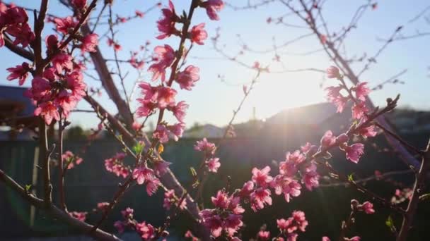 Ροζ λουλούδια σε κλαδιά δέντρων, ανοιξιάτικα άνθη, ακτίνες του ήλιου νωρίς το πρωί, αργή κίνηση της κάμερας σε όλο το δέντρο με ορατή φωτοβολίδα φακού, HDR πλήρους HD - Πλάνα, βίντεο