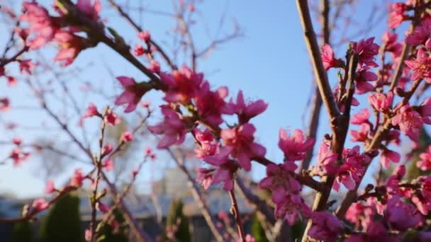 Roze bloemen op boomtakken, lentebloesem, zonnestralen in de vroege ochtend, langzame camerabeweging over boom met zichtbare lensflare, full HD HDR - Video