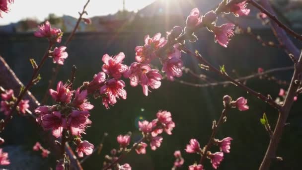 Różowe kwiaty na gałęziach drzew, wiosenny kwiat, wczesne poranne promienie słońca, powolny ruch aparatu na drzewie z widocznym rozbłyskiem soczewki, 4k - Materiał filmowy, wideo