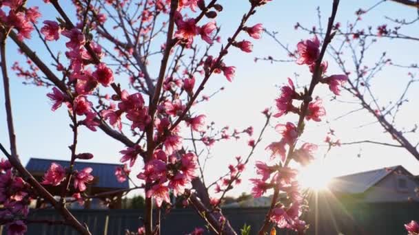 Fleurs roses sur les branches des arbres, fleur de printemps, rayons du soleil tôt le matin, mouvement lent de la caméra à travers l'arbre avec éclat de lentille visible, 4k
 - Séquence, vidéo