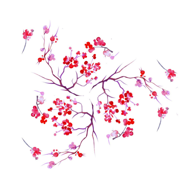 Watercolor sakura flowers. Cherry tree branches blossoms isolated on white background - Valokuva, kuva