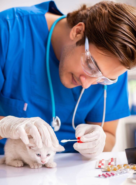 Eläinlääkäri tutkii kissanpentuja eläinsairaalassa - Valokuva, kuva