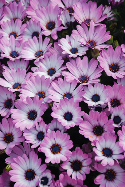 Pink osteospermum or dimorphotheca flowers in the flowerbed, pink flowers. - Photo, Image