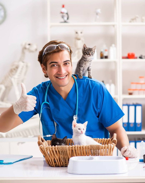 Médico veterinário examinando gatinhos em hospital animal
 - Foto, Imagem