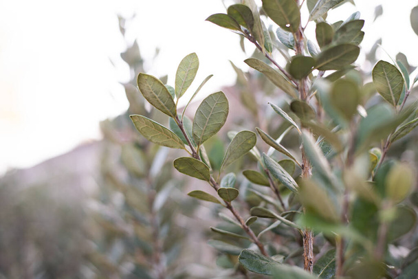 Closeup of feijoa tree shrub. Acca sellowiana or pineapple guava background - Photo, Image