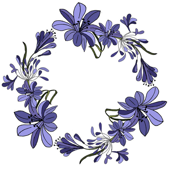 Blue Purple Agapanthus Vector Illustration. isolated on White Background. - Vetor, Imagem