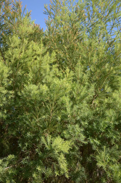 fresh green pinophyta tree in nature garden - Photo, Image