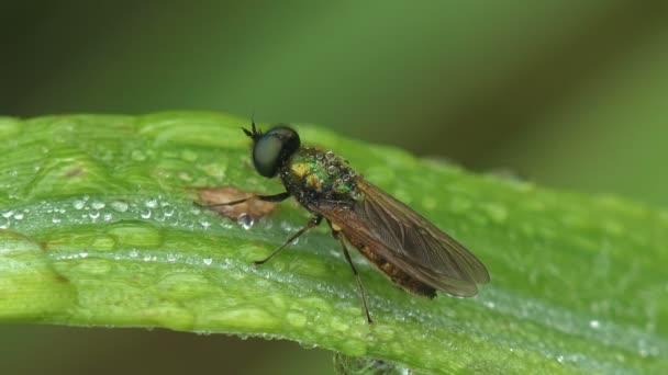 Groene zweefvlieg, Platycheirus granditarsis, bloemvliegen of syrphid vliegen, insectenfamilie Syrphidae, zit op vers blad in het bos, blad is bedekt met druppels water, ochtenddauw - Video