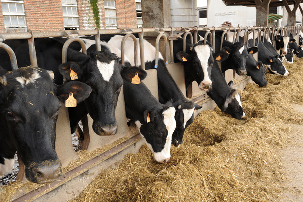 αγελάδες γαλακτοπαραγωγής, τρώει το σανό σε ένα στάβλου - Φωτογραφία, εικόνα