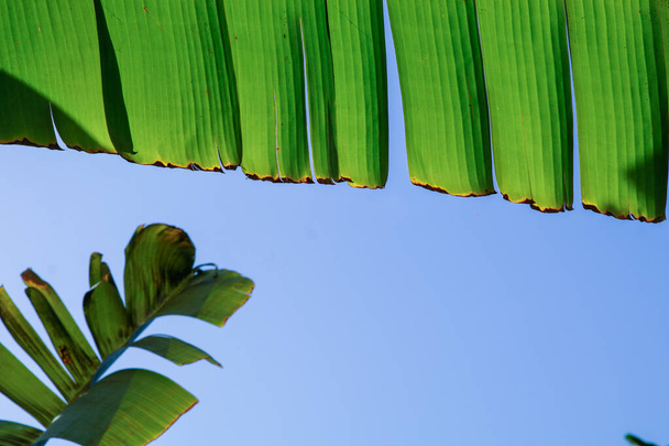 a torn banana leaf against blue sky background - Foto, Bild