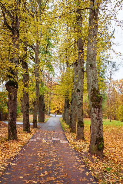 sentiero attraverso il vicolo di grandi alberi, giornata autunnale nel parco, foglie gialle
 - Foto, immagini