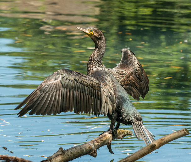 uccello cormorano nero su un tronco che si asciuga le ali al sole nello zoo
 - Foto, immagini