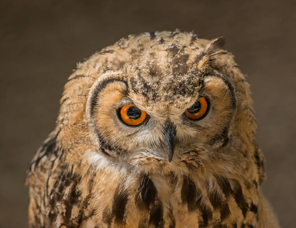portrait of smaller owl with orange eyes in zoo - Photo, Image