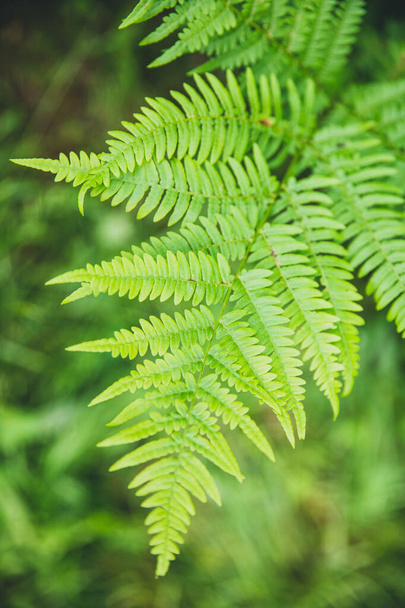 Green leaf tree fern nature summer forest background - Photo, image