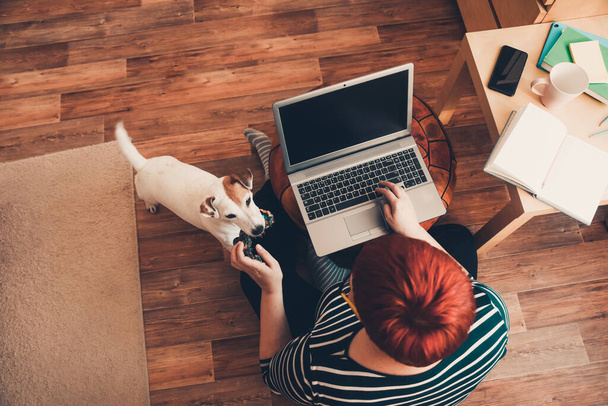 Bureau à domicile, une femme travaille en ligne à l'aide d'un ordinateur portable, le chien interfère. Restez à la maison, travaillez en ligne, quarantaine coronavirus
 - Photo, image
