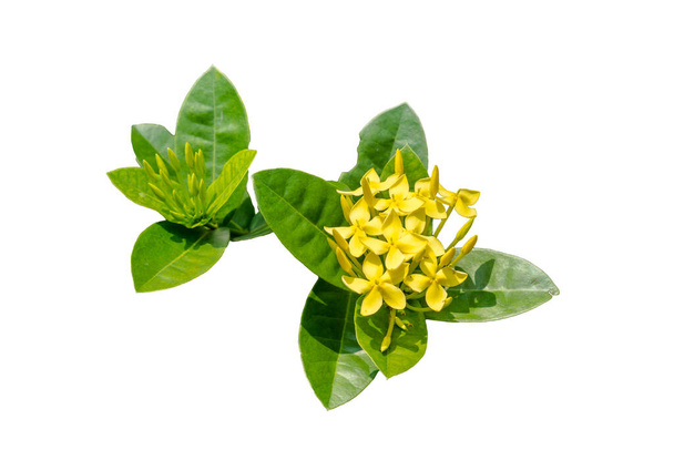 Yellow Ixora flowers (Ixora coccinea) blooming during the springtime with leaves, isolated on white background. - Photo, Image