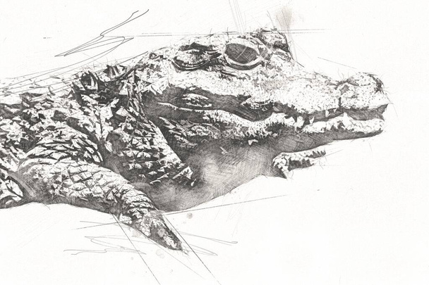Креслення крокодила - ручний ескіз рептилії, художня ілюстрація
 - Фото, зображення